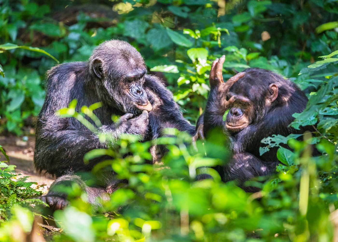 2-days-nyungwe-chimpanzee-trekking