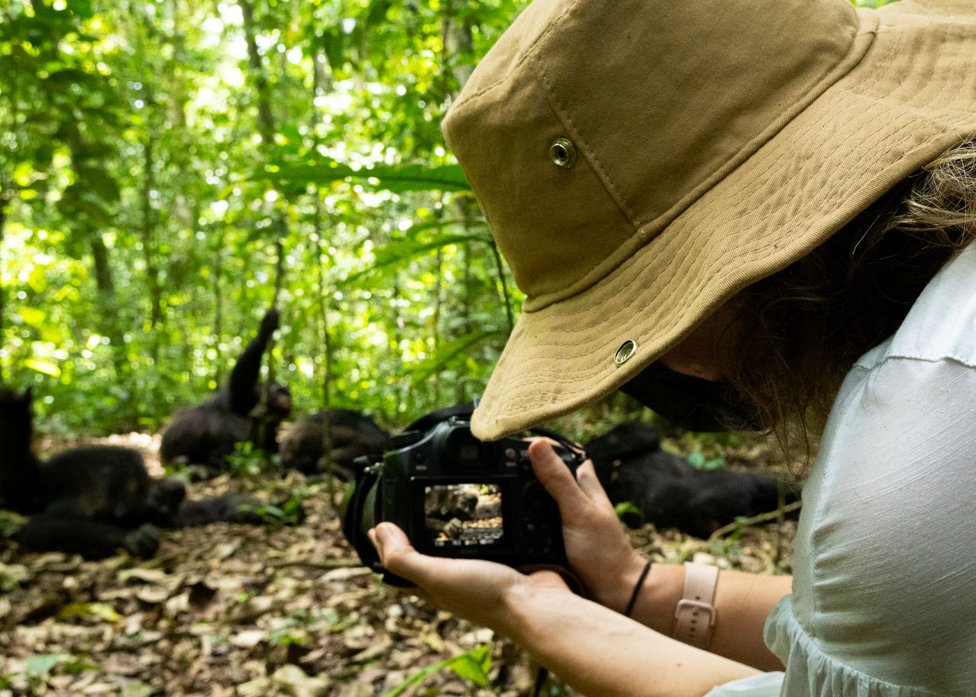 3-days-chimpanzee-habituation-safari