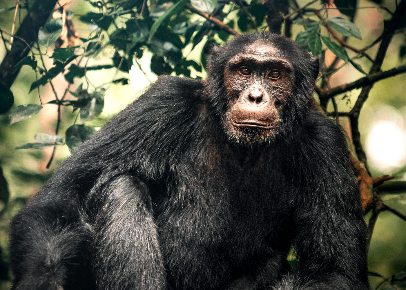3-days-chimpanzee-trekking-kibale