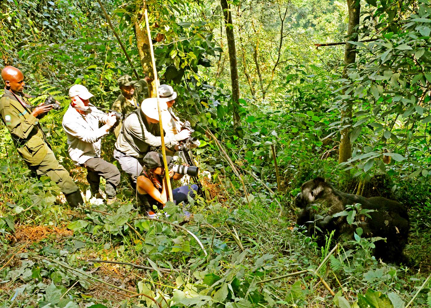 3-days-gorilla-habituation-safari