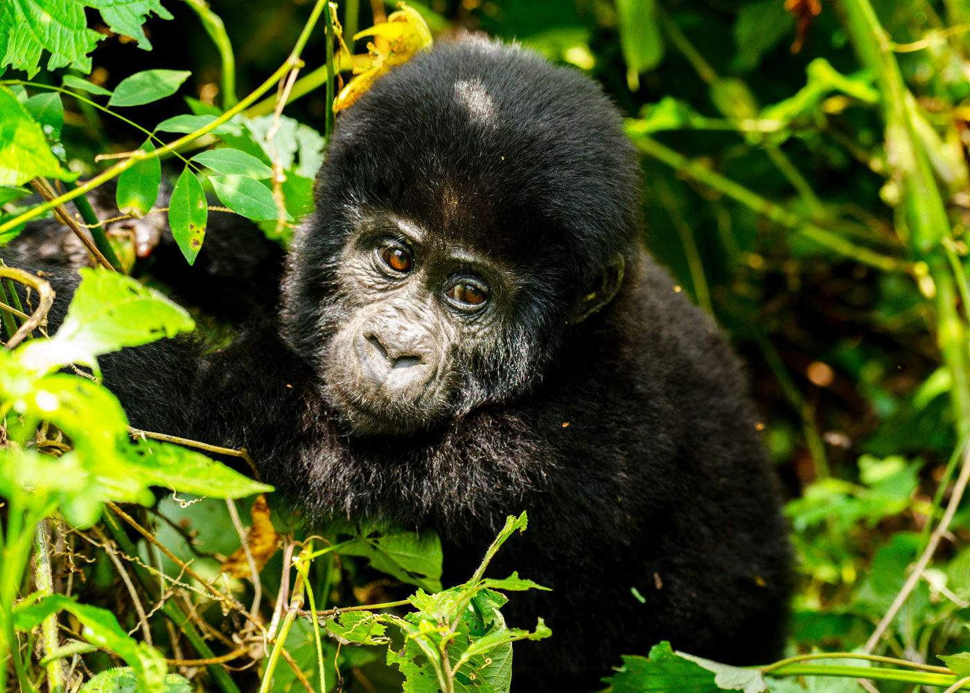 3-days-uganda-gorilla-trekking-tour