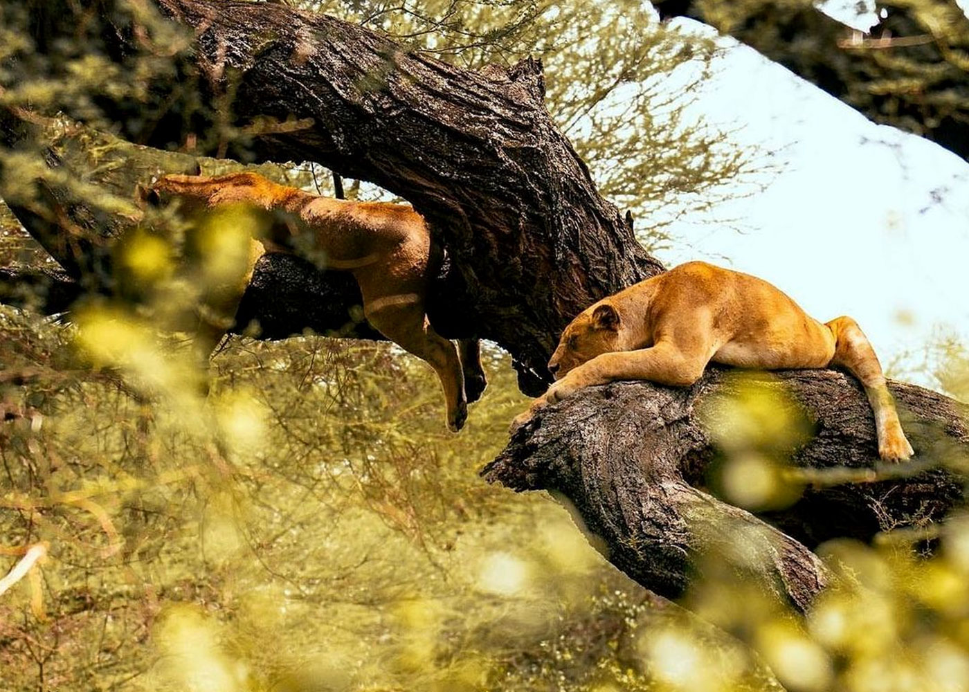 4-days-lake-manyara-serengeti-and-ngorongoro