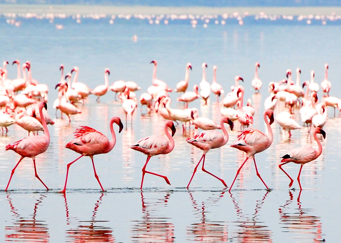 4-days-masai-mara-lake-nakuru-safari