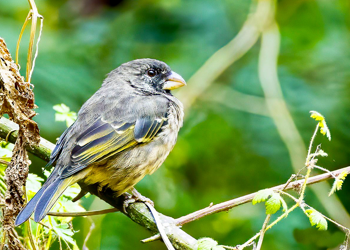 4-days-rwanda-birding-tour