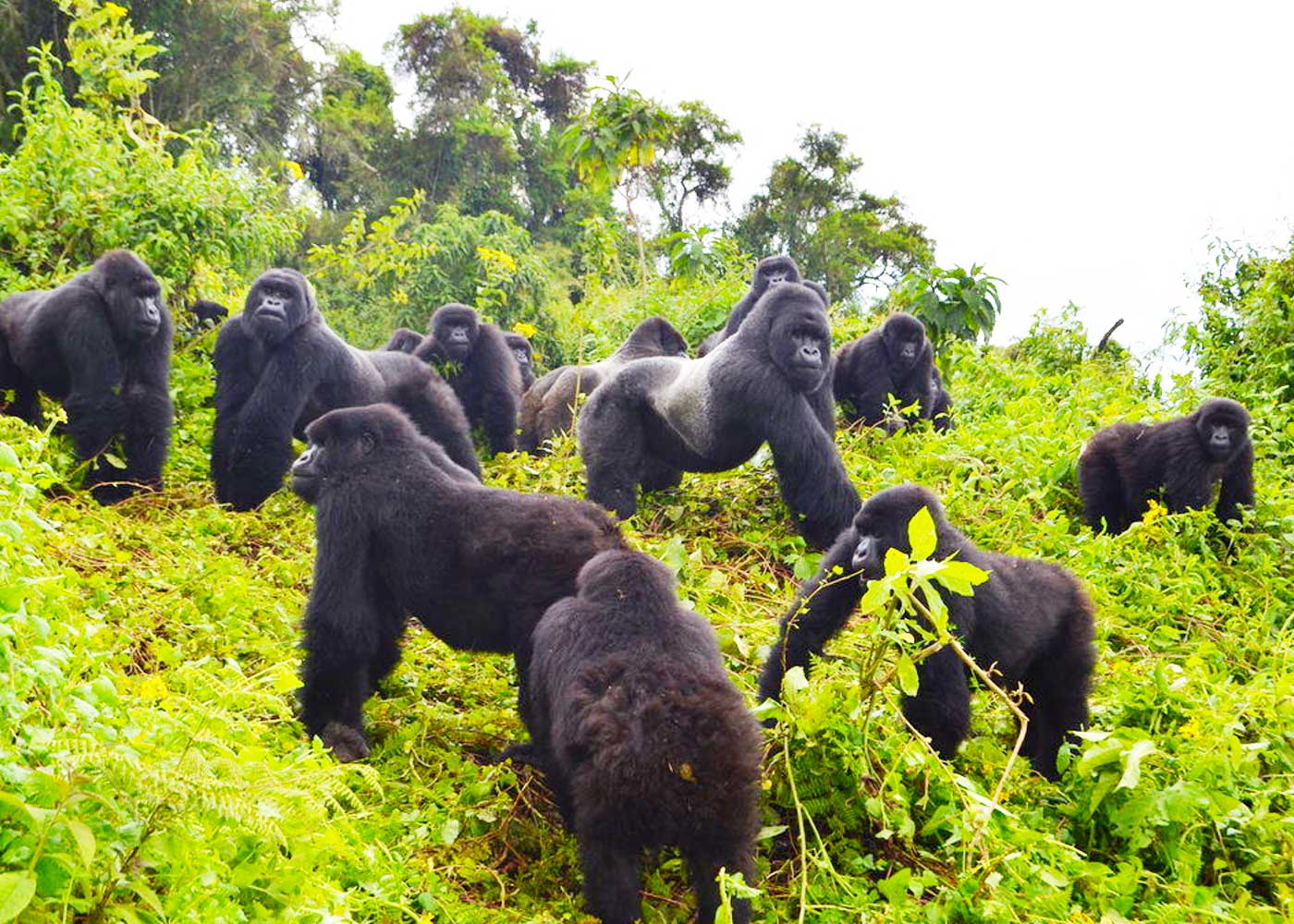 4-days-rwanda-gorilla-trekking-safari