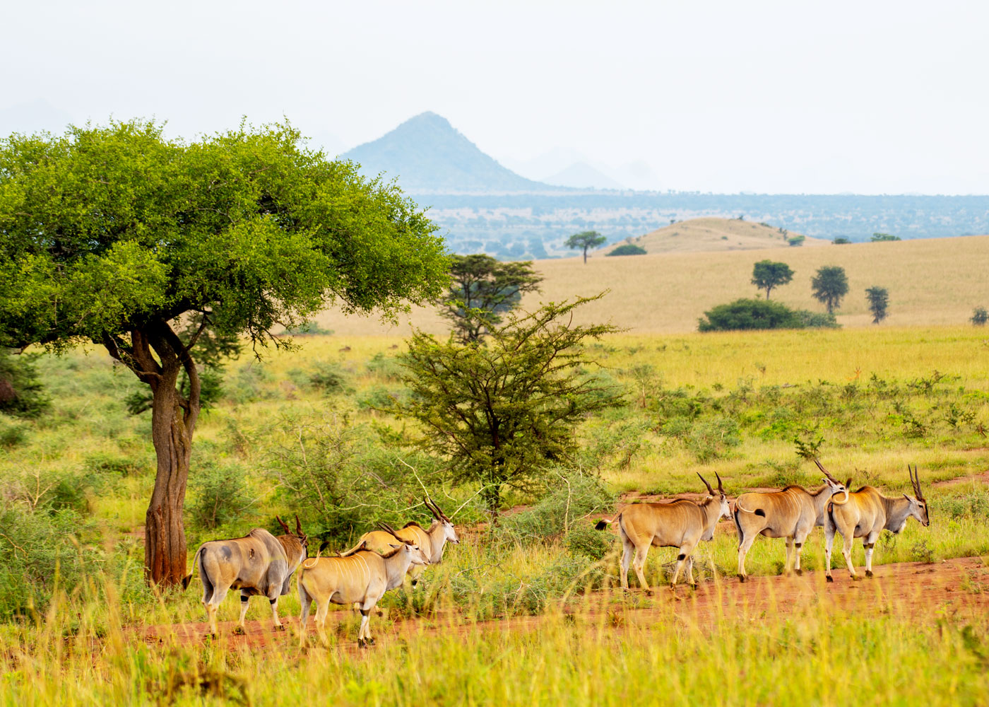 5-days-kidepo-safari