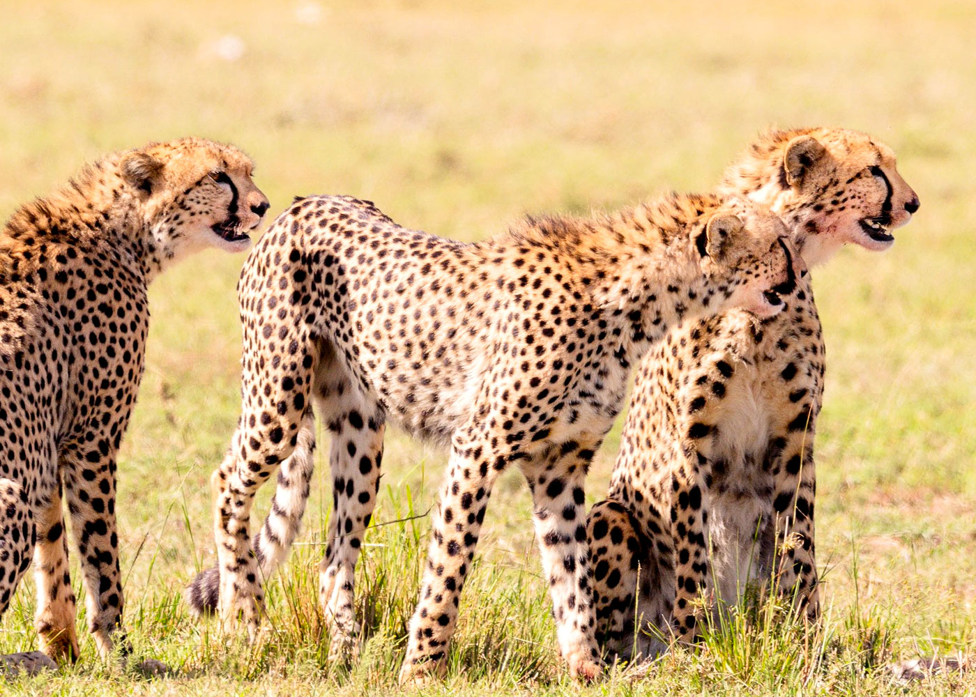 5-days-masai-mara-lake-naivasha-amboseli