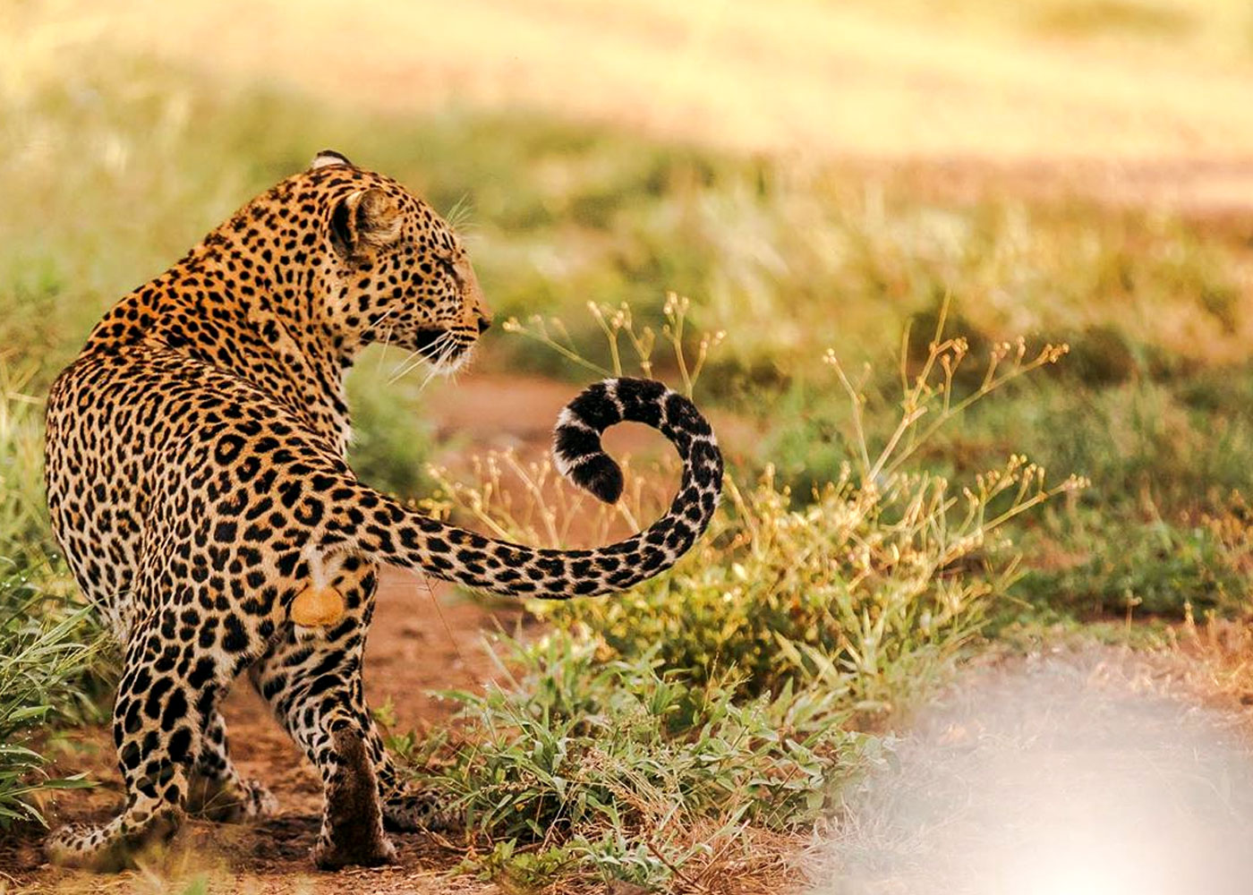 5-days-tsavo-west-amboseli-wildlife-safari