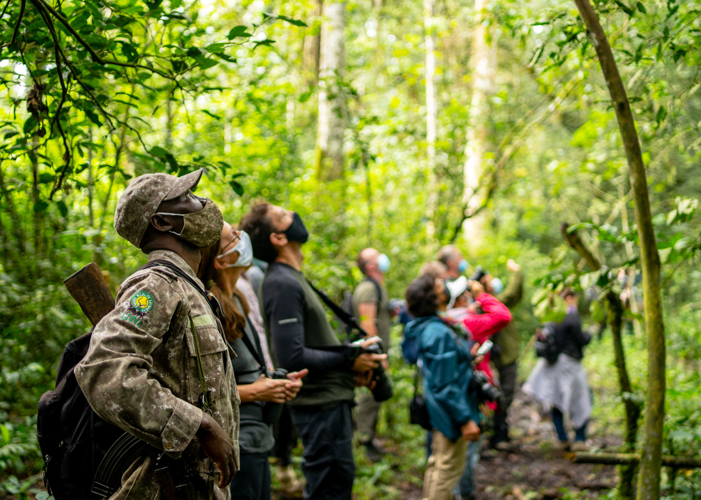 6-days-best-of-chimpanzee-safari