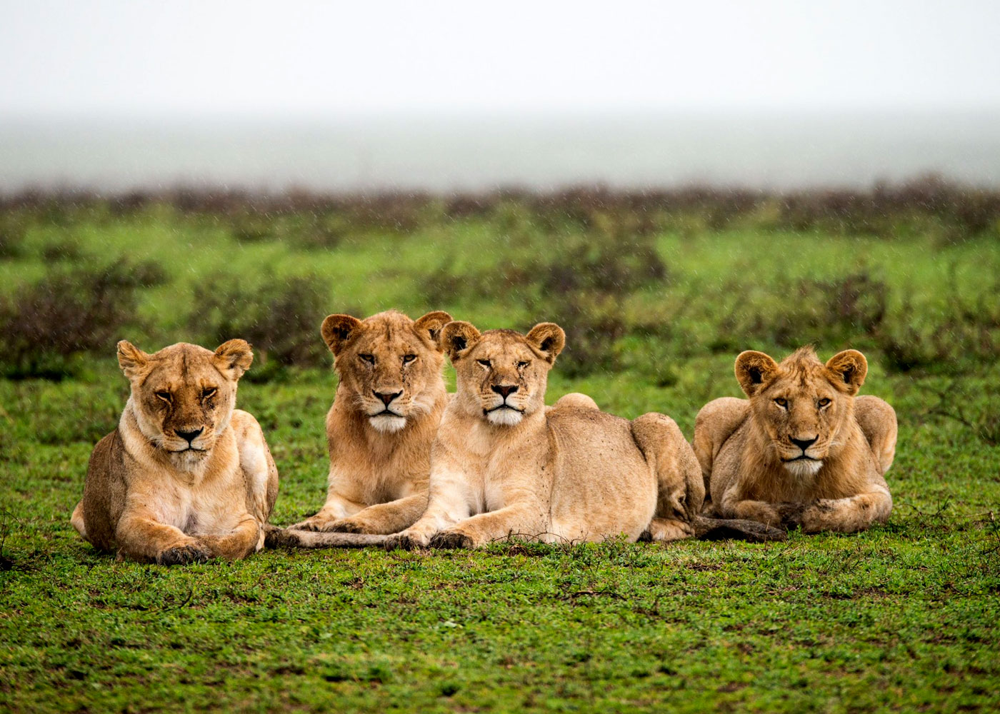 6-days-northern-tanzania-safari