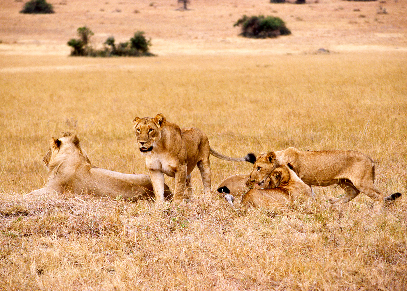 7-days-best-of-uganda-safari