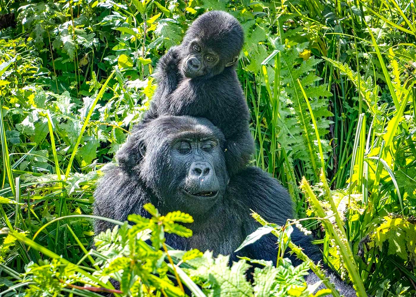 7-days-uganda-gorilla-trekking-tour