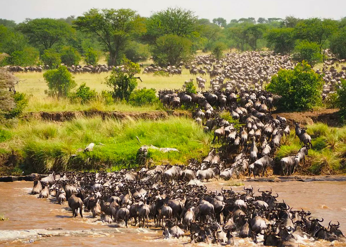 8-days-tanzania-wildebeest-migration-safari