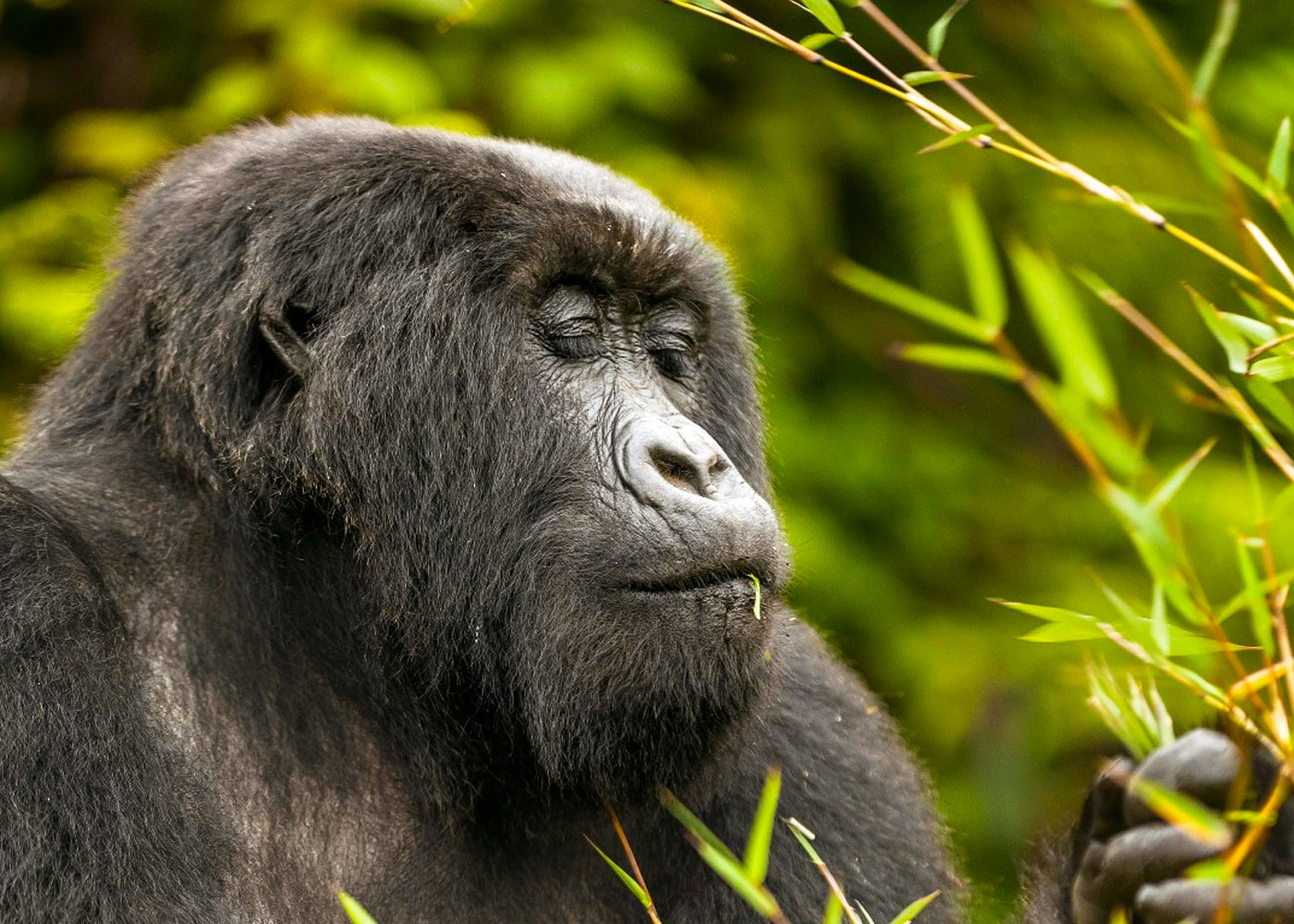 8-days-uganda-wildlife-gorilla-trekking-safari