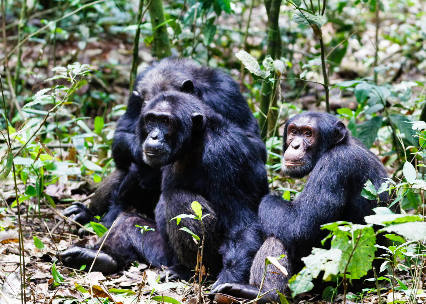 chimpanzee-trekking-experience