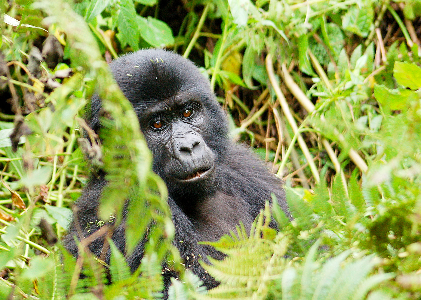 gorilla-trekking-in-uganda